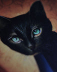 Cats, Kitties, Meows - Notecard / Stationery / Art - 10 Count. - Novelbookstore.co